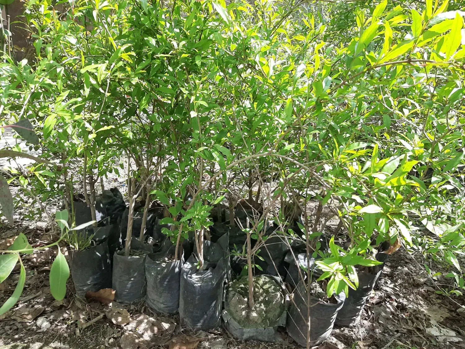 نهال انار شیرین نژاد گل بهشهر|خدمات باغبانی و درختکاری|گرگان, |دیوار