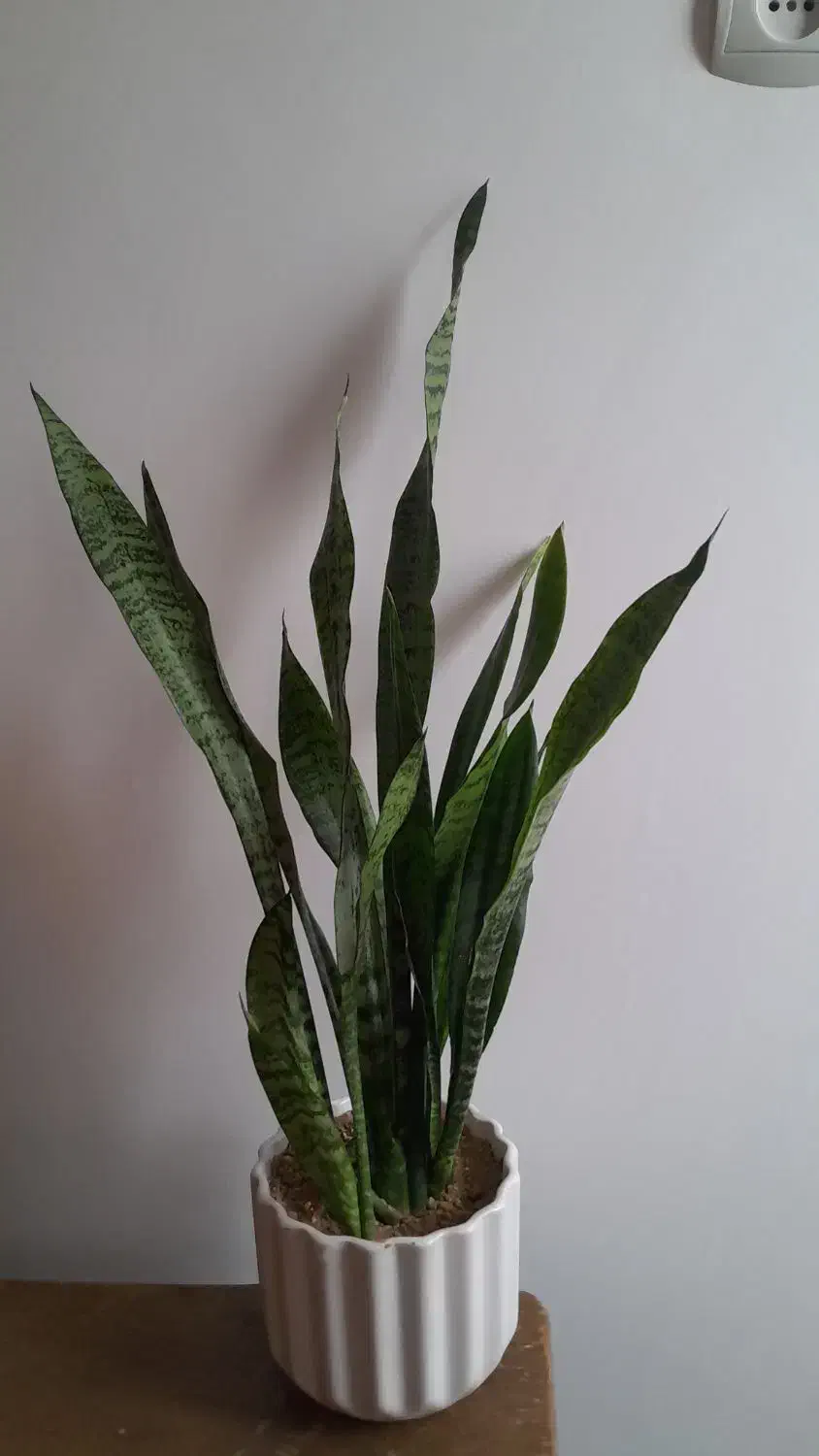 گل سانسوریا شمشیری|گل و گیاه طبیعی|بروجرد, |دیوار