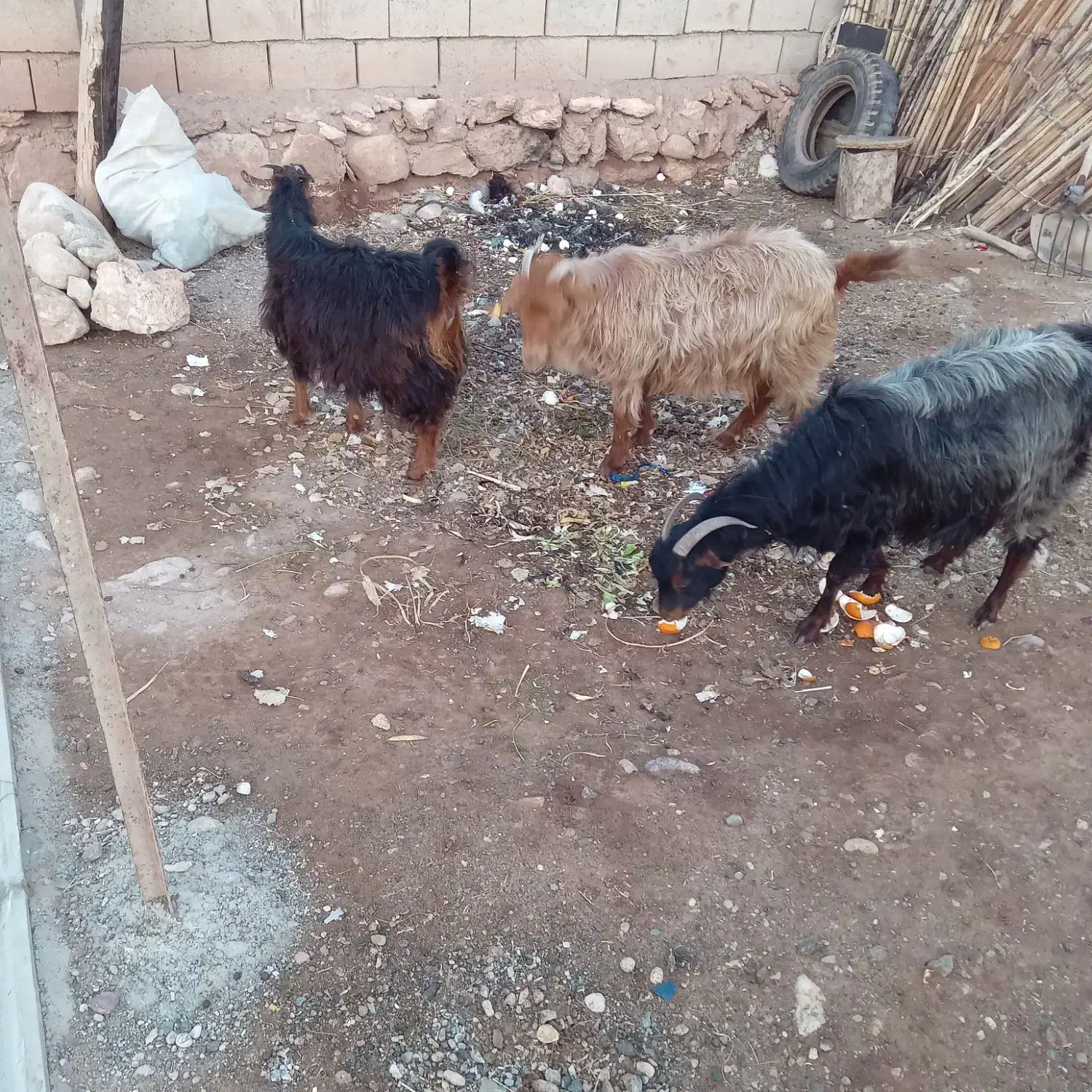 سه عدد بز بفروش می رسد|حیوانات مزرعه|شوط, |دیوار