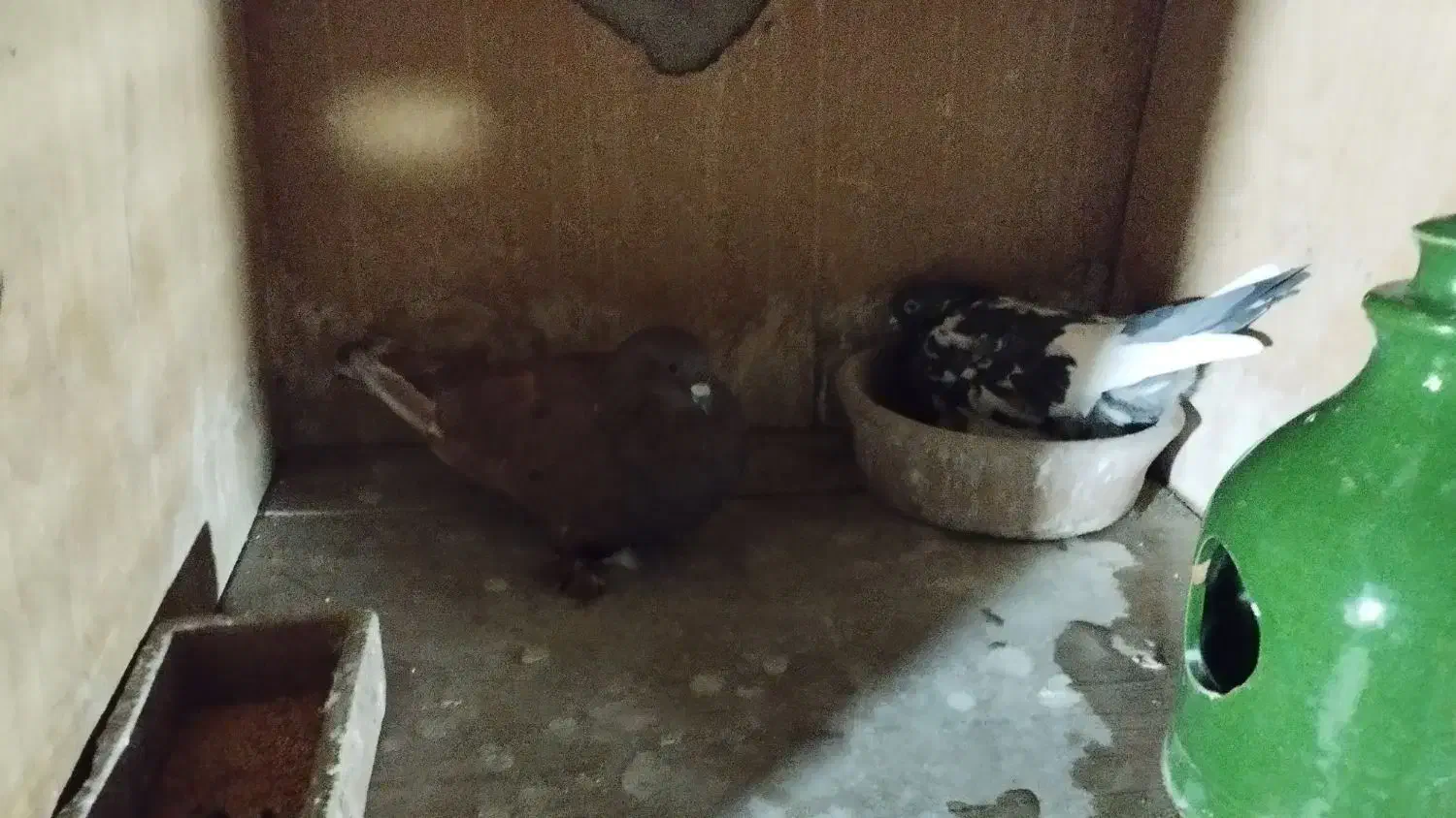 سه جفت کفتر دهن خورده به شرط|پرنده|قرچک, زیبا شهر|دیوار