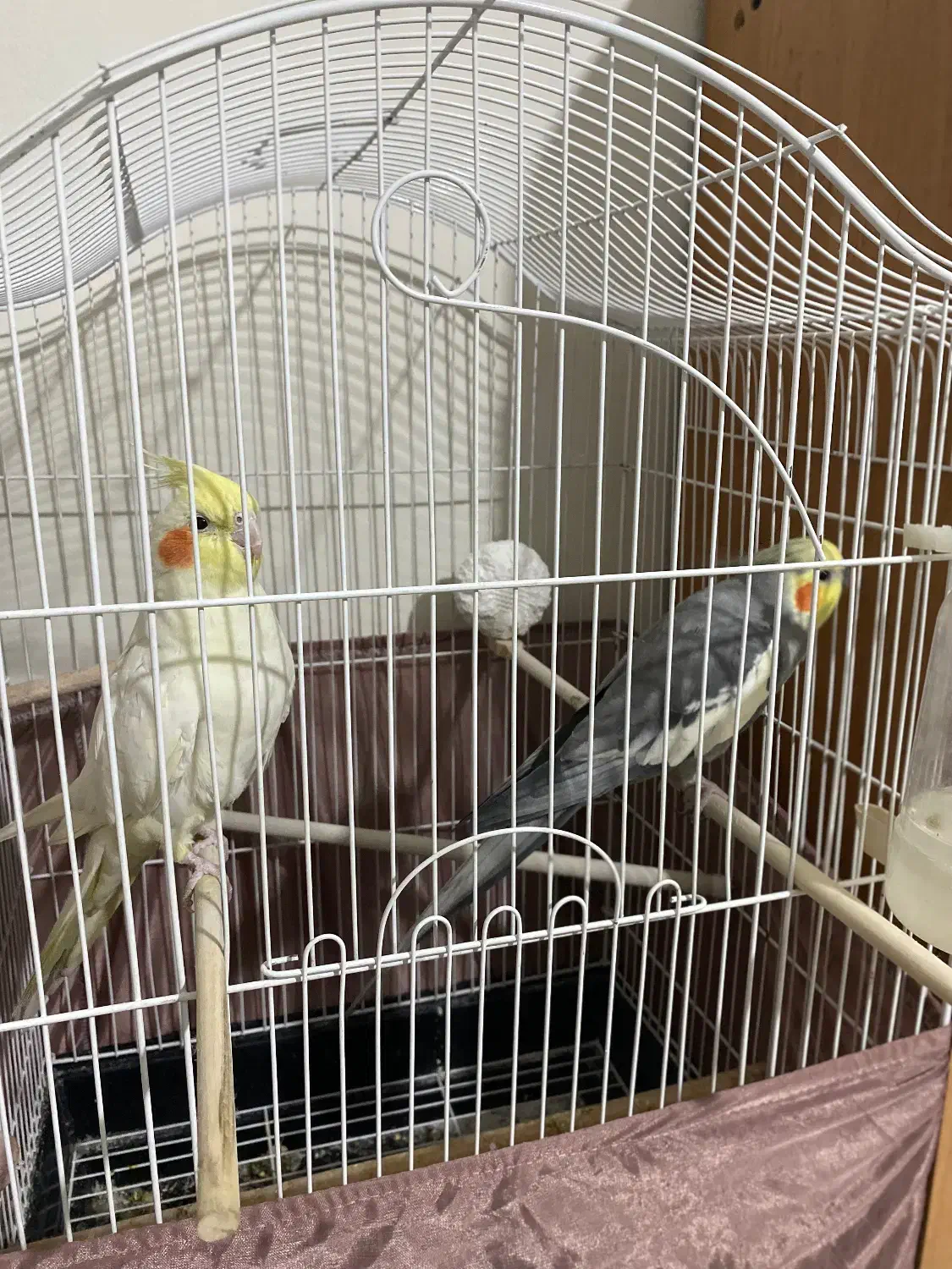 عروس هلندی|پرنده|فردیس, انبار نفت|دیوار