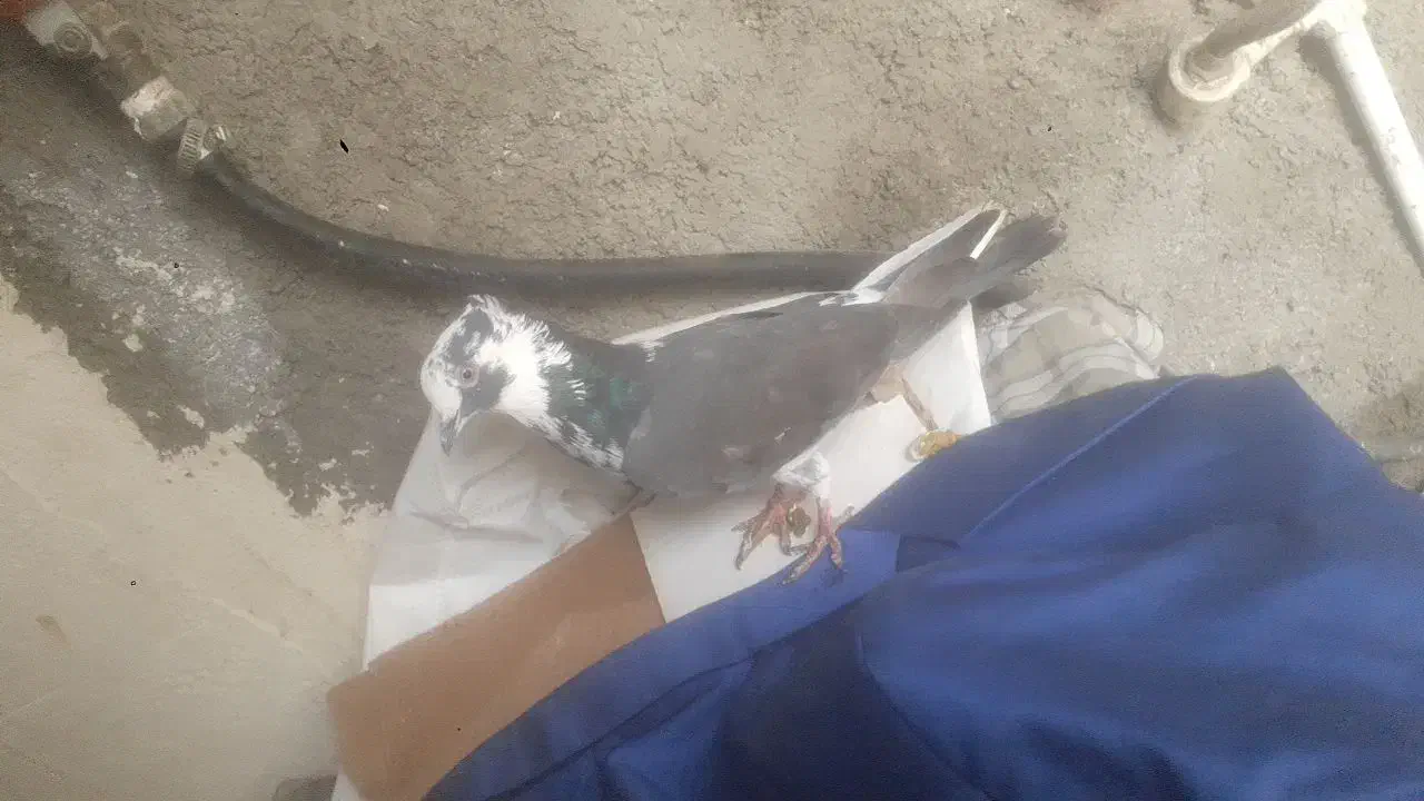 کبوتر|حیوانات|پلدختر, |دیوار