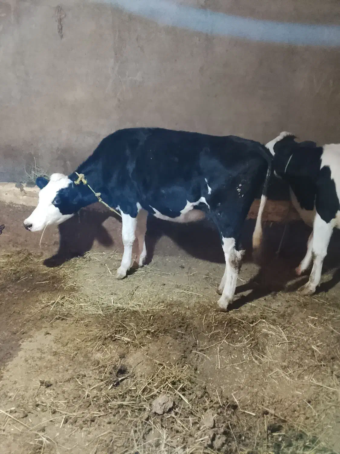 فروش تلیسه سیمنتال|حیوانات مزرعه|سراب, |دیوار