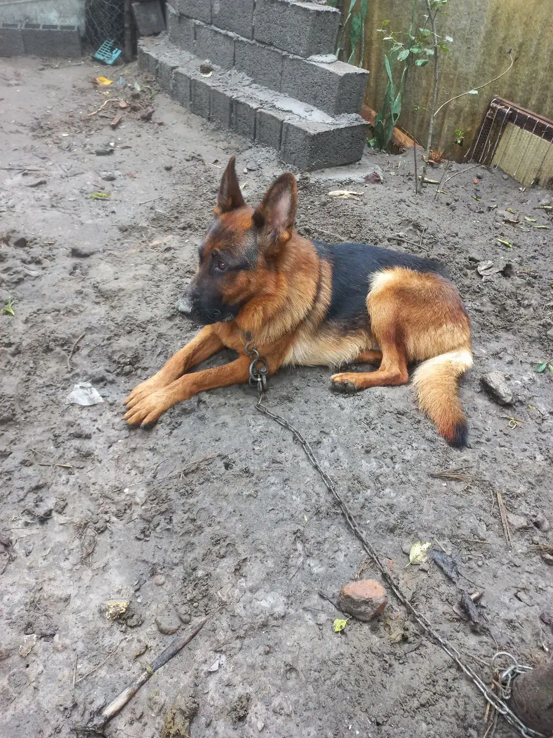 واگذاری این پسر ودختر نازو شیطون|سگ|آستانه اشرفیه, |دیوار