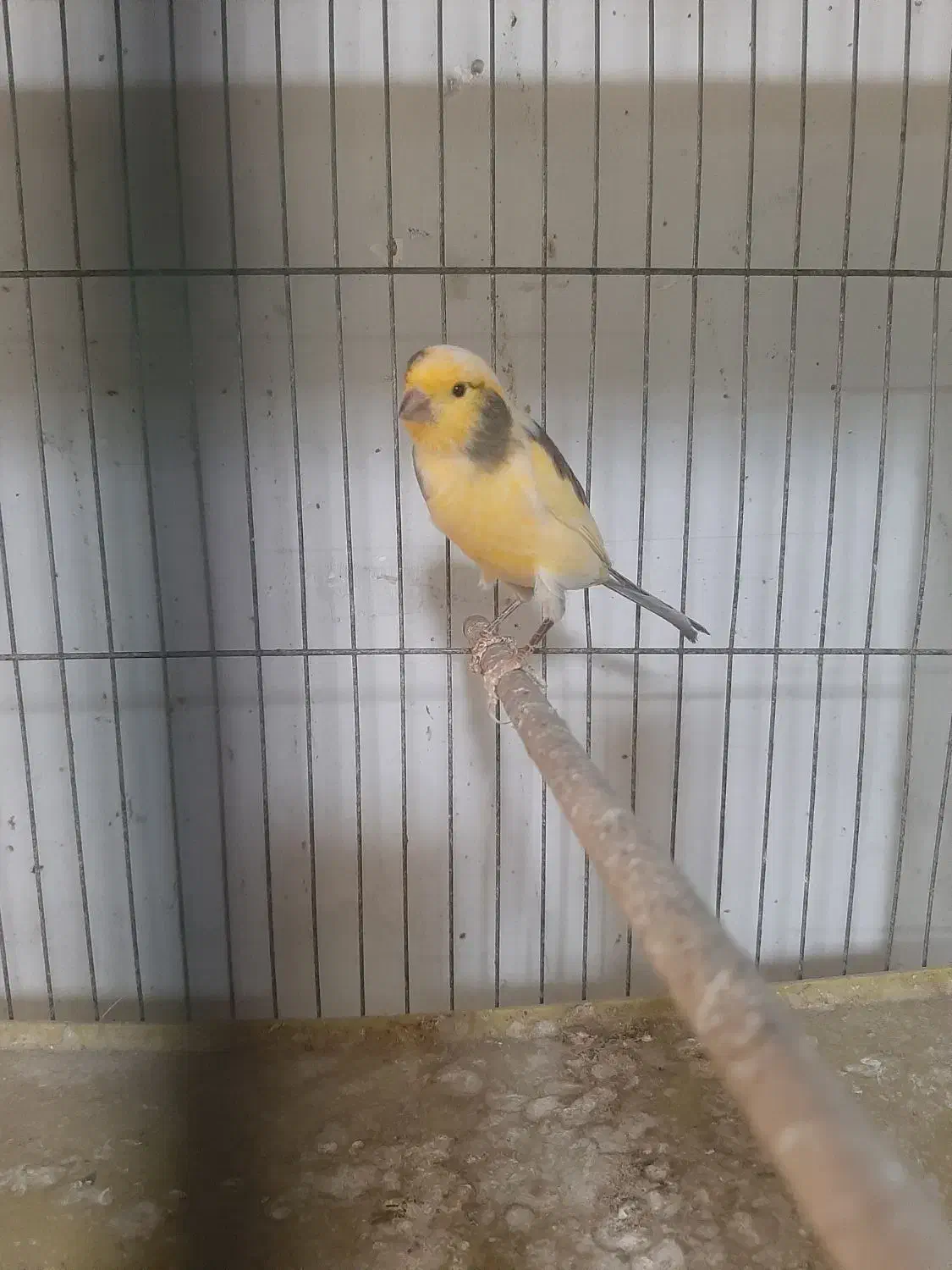 تعدادی قناری نر بخون|پرنده|فردیس, شهرک شهید حسینی|دیوار