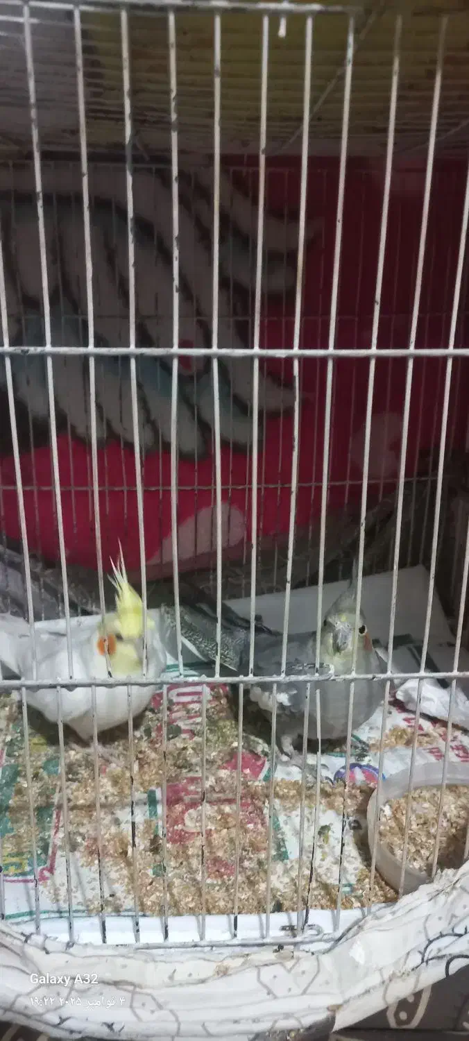 راهنمایی|فعالیت داوطلبانه|باسمنج, |دیوار