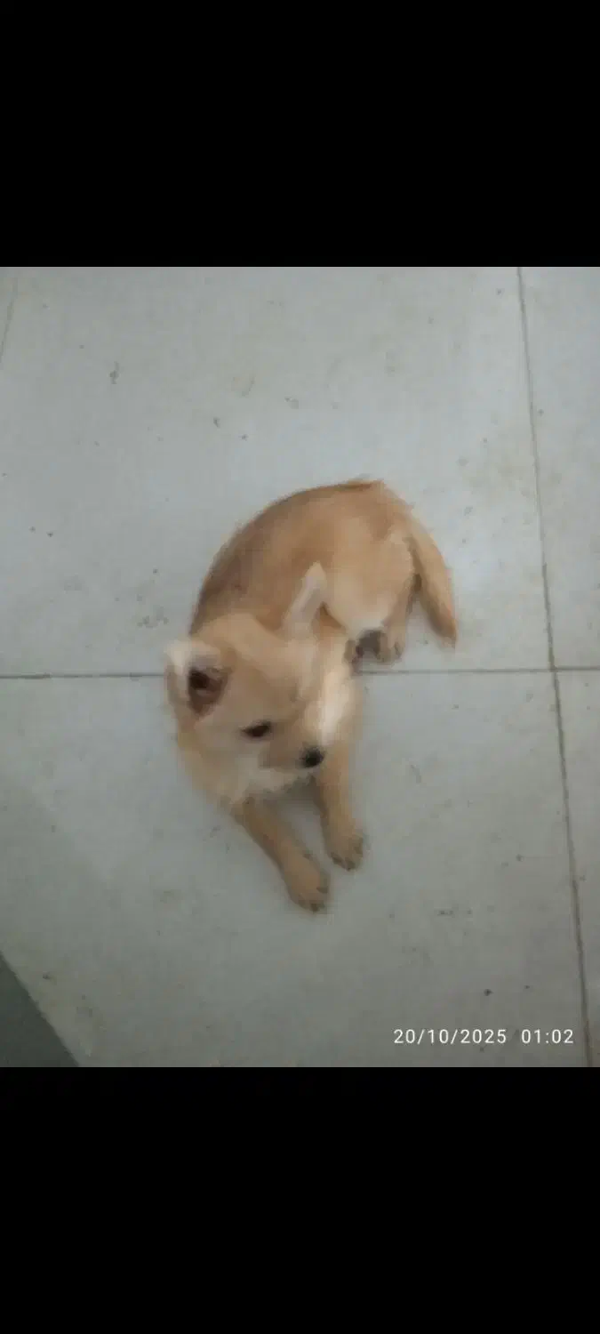 توله نر سایز ریز|سگ|مشهد, الهیه|دیوار