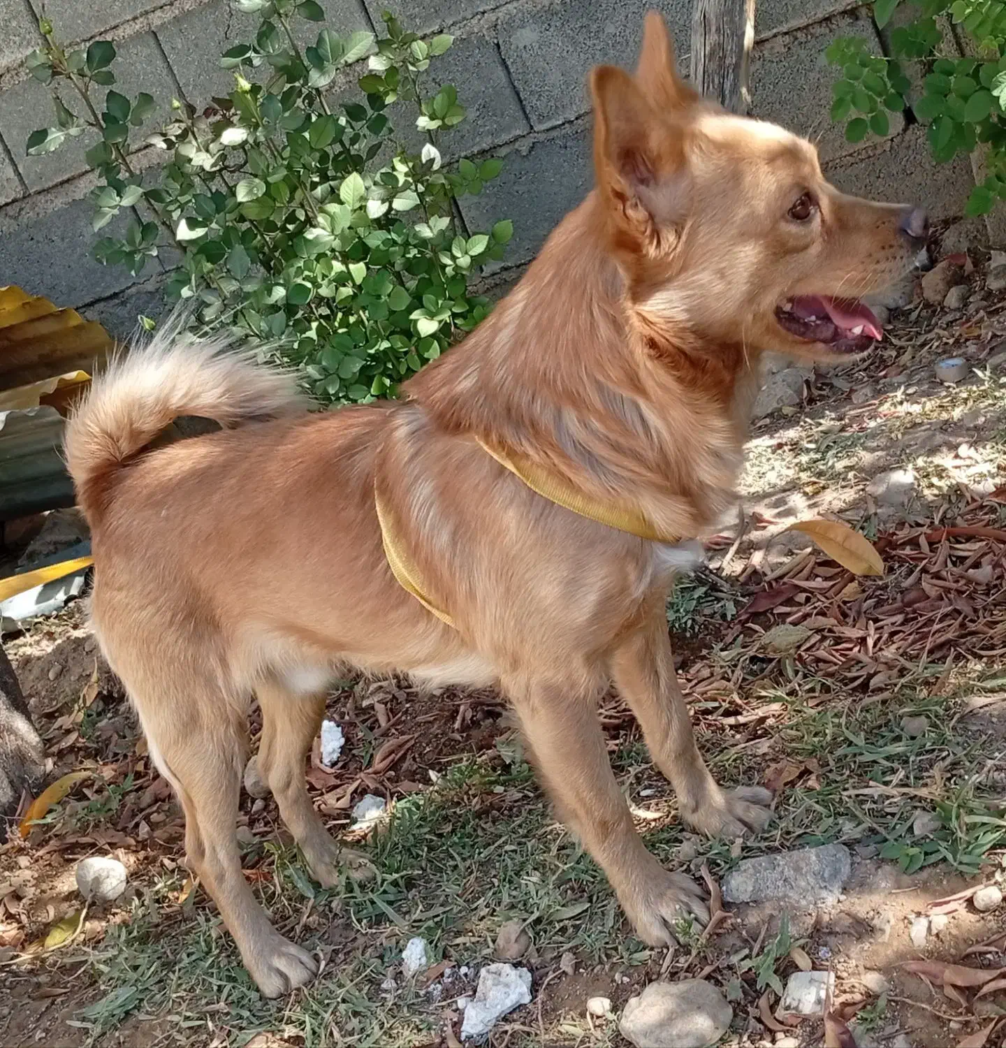 سگ پامر و شیتزو|سگ|یاسوج, |دیوار