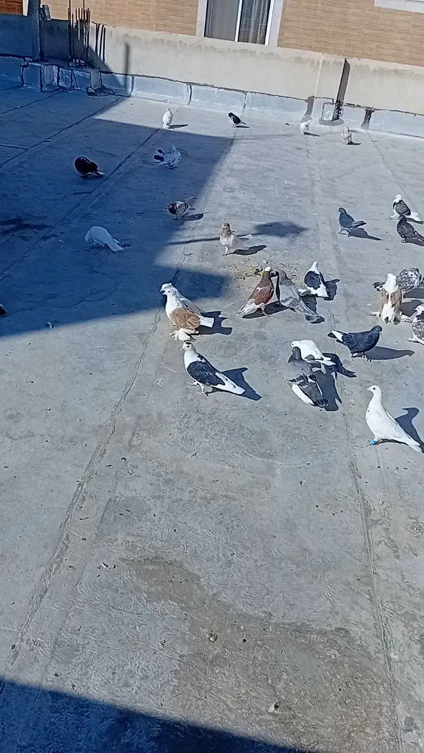 ۳۵ عدد کبوتر خوب|پرنده|سمنان, |دیوار