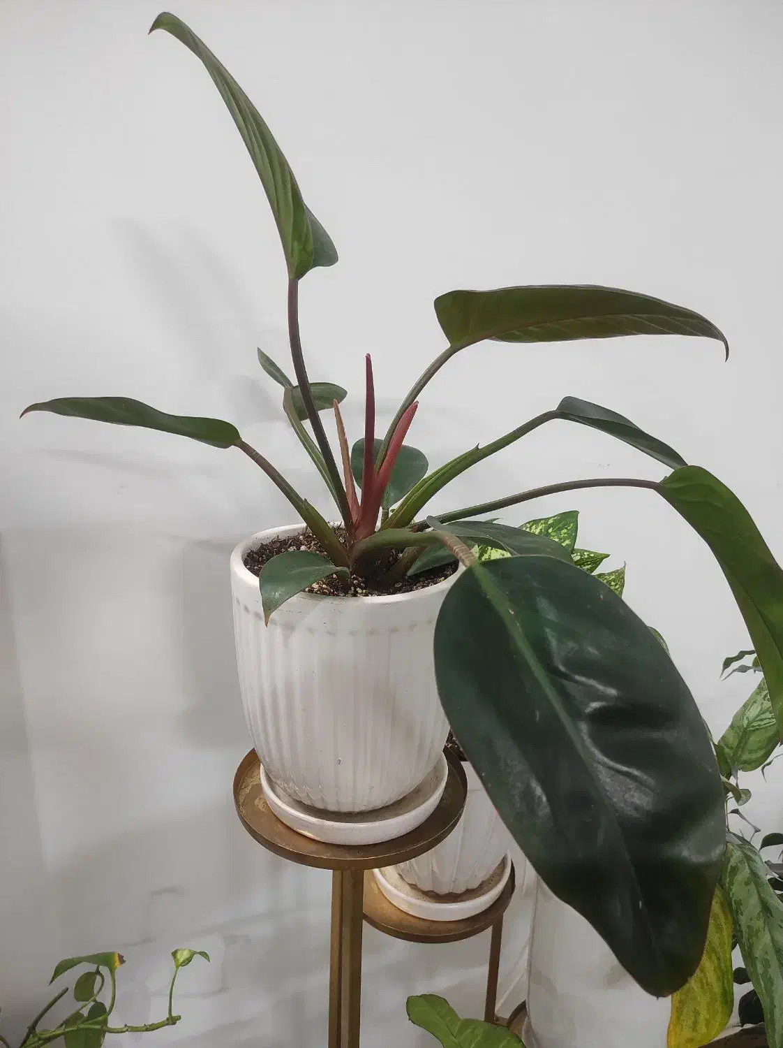 گل طبیعی|گل و گیاه طبیعی|قوچان, |دیوار