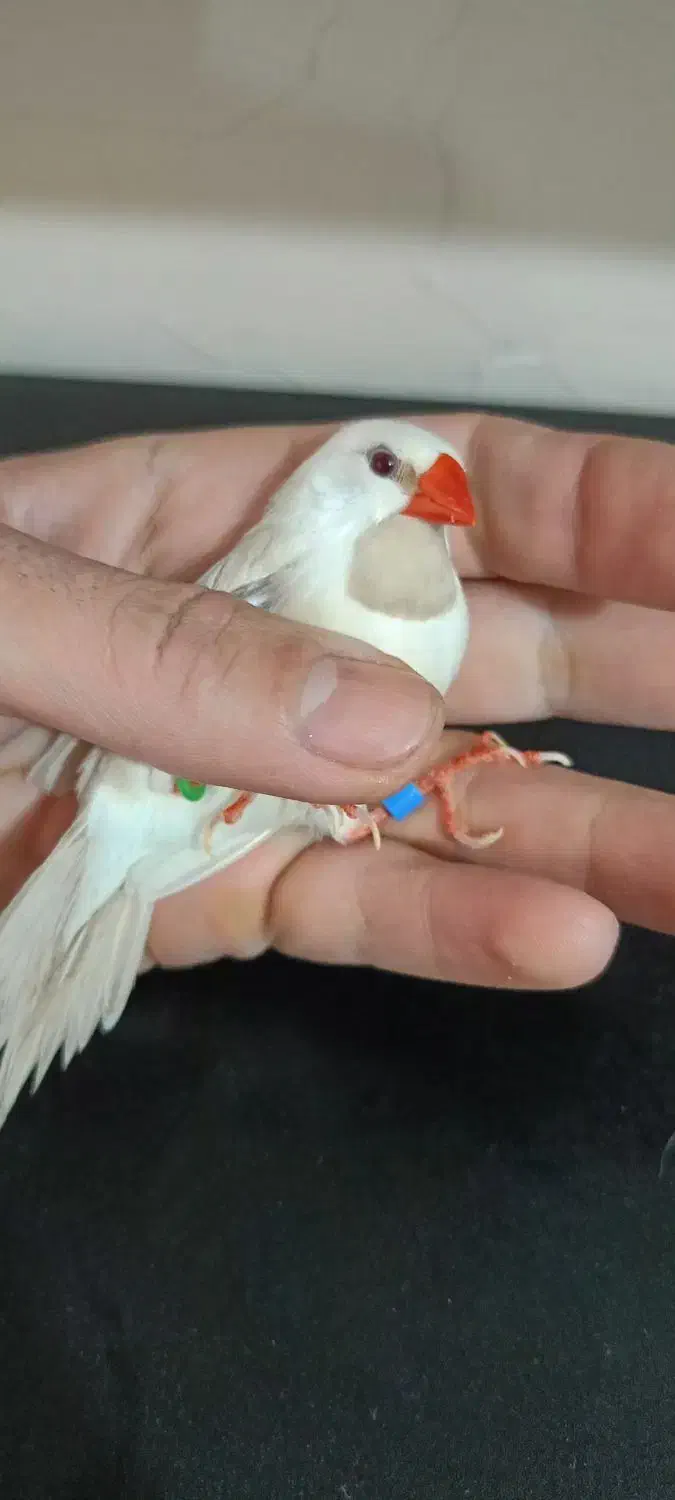 فنچ کرواتی آلبینو|پرنده|تهران, فدک|دیوار