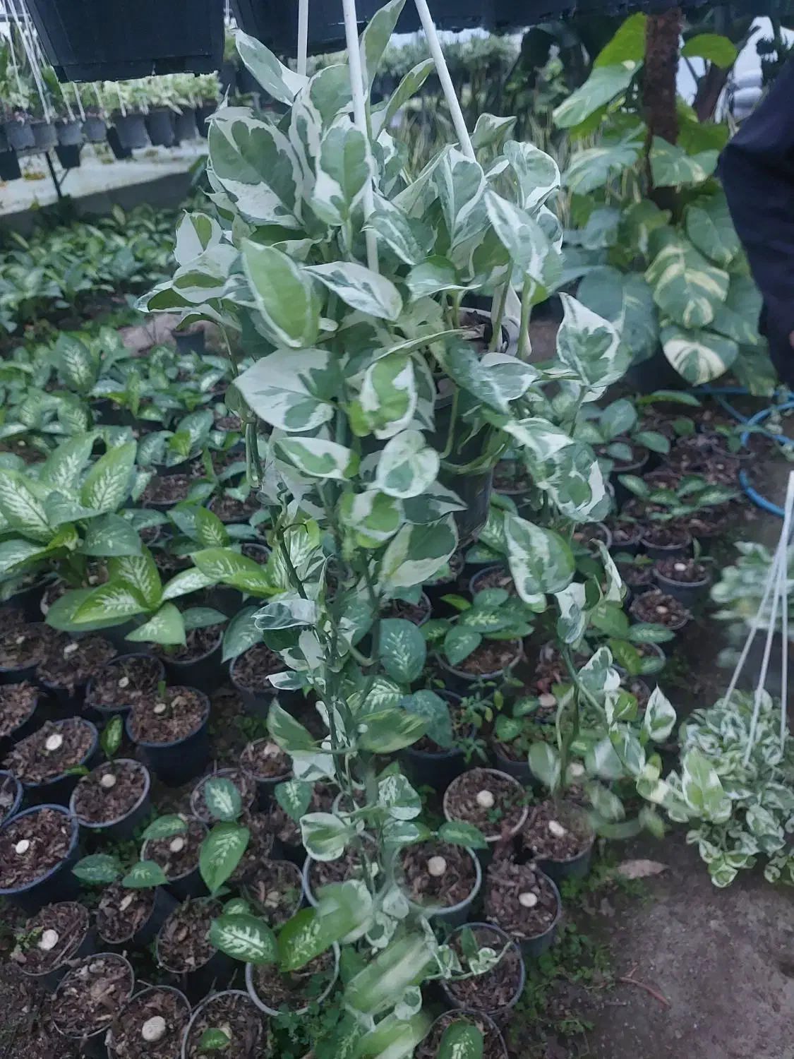 پتوس ارتشی|گل و گیاه طبیعی|تهران, سازمان آب|دیوار