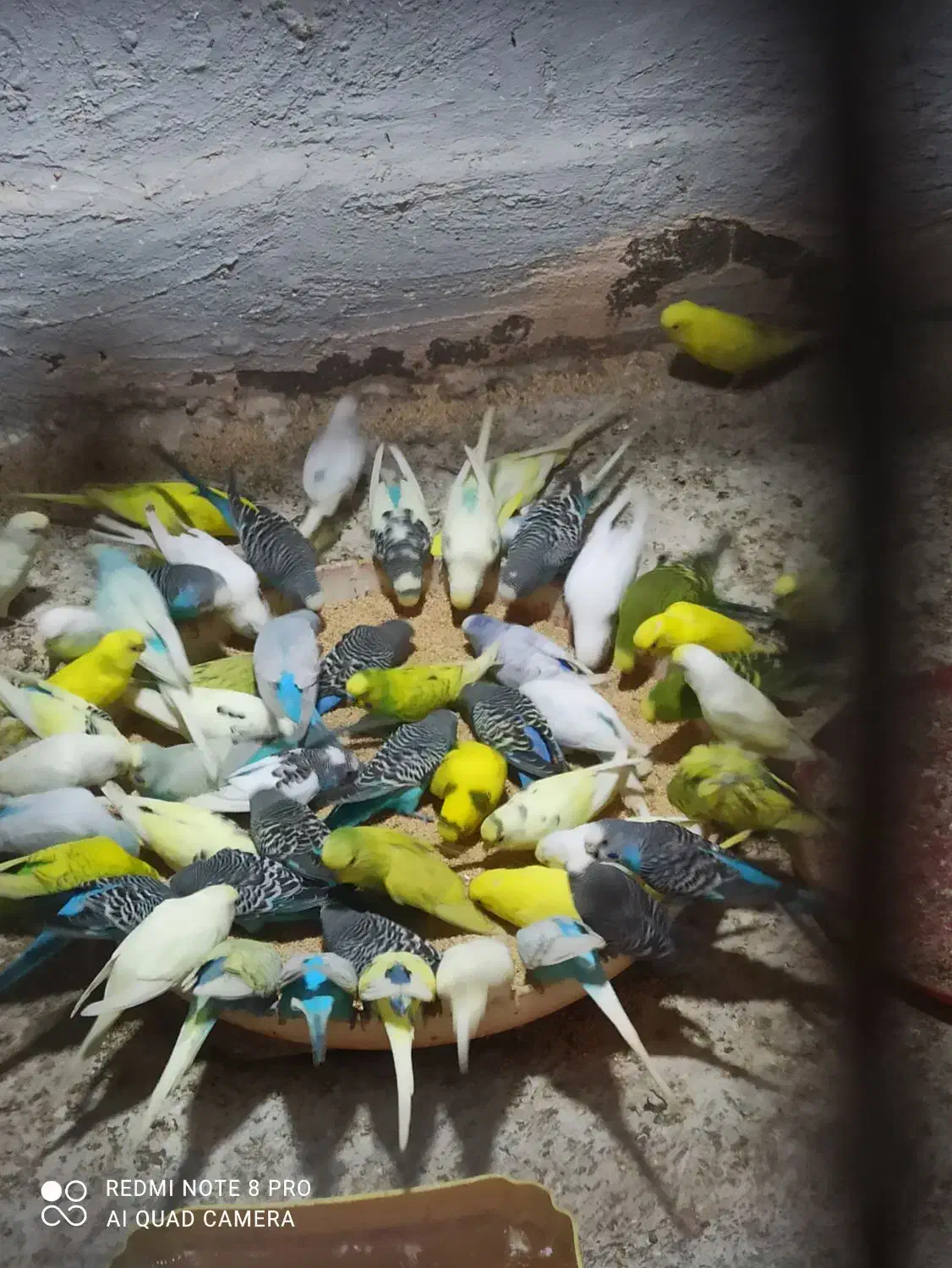 مرغ عشق مولد با جوجه|پرنده|میناب, |دیوار