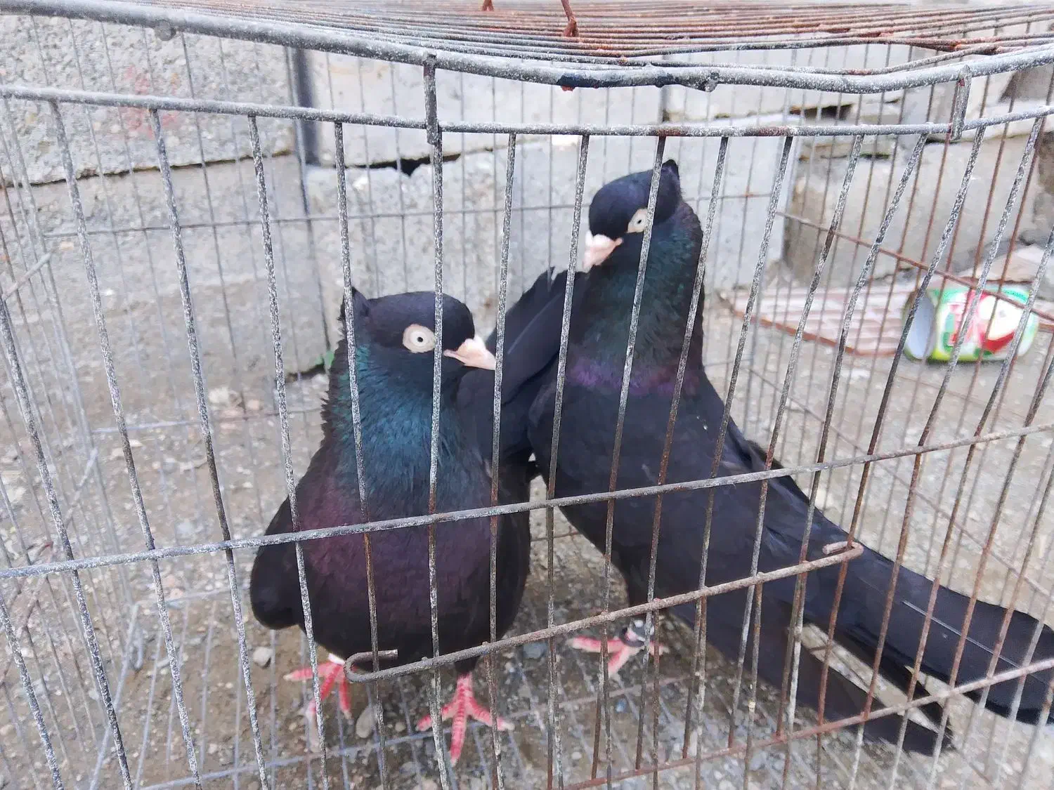 ذاغ آبادانی|پرنده|رودخانه, |دیوار