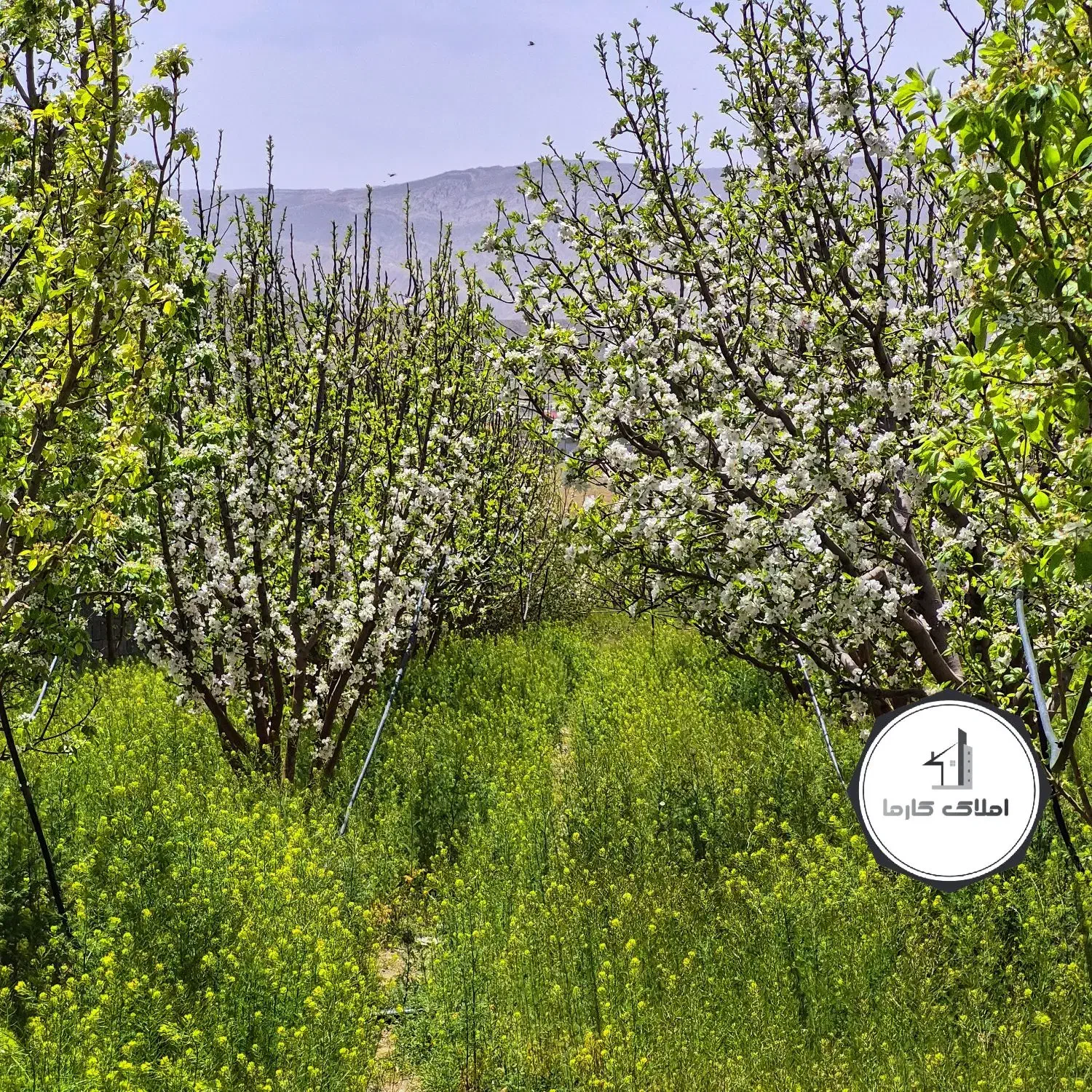 قطعات ویلایی باغچه / درختان بارده (دماوند)|فروش زمین و ملک کلنگی|تهران, ونک|دیوار