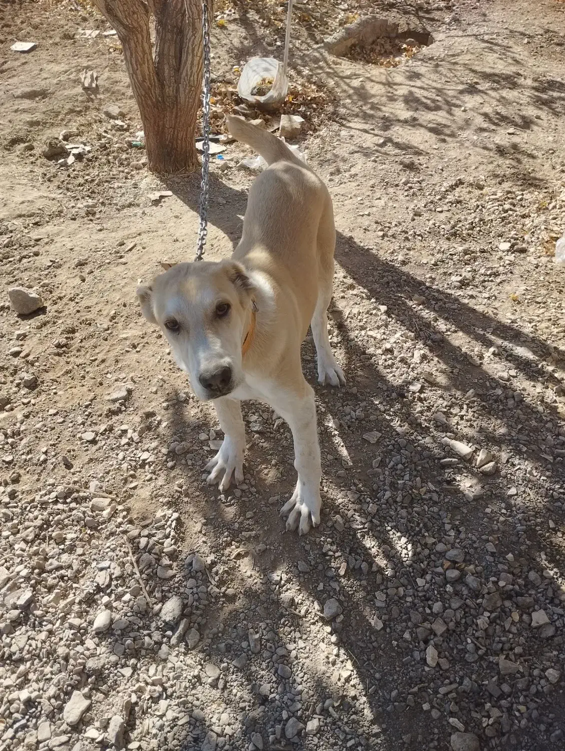 توله ی الابای|سگ|سیرجان, |دیوار