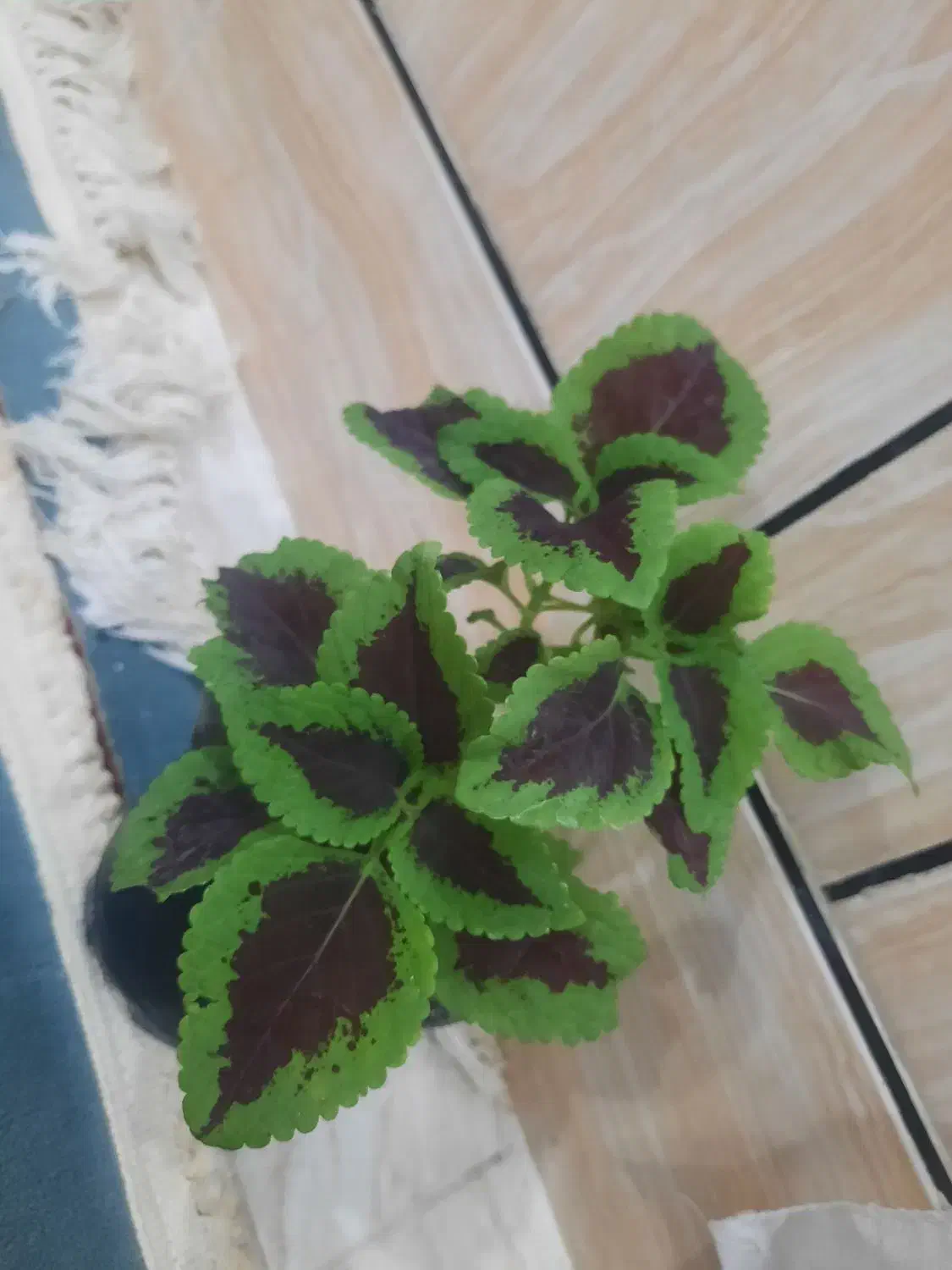 گل Flower|گل و گیاه طبیعی|آبدانان, |دیوار