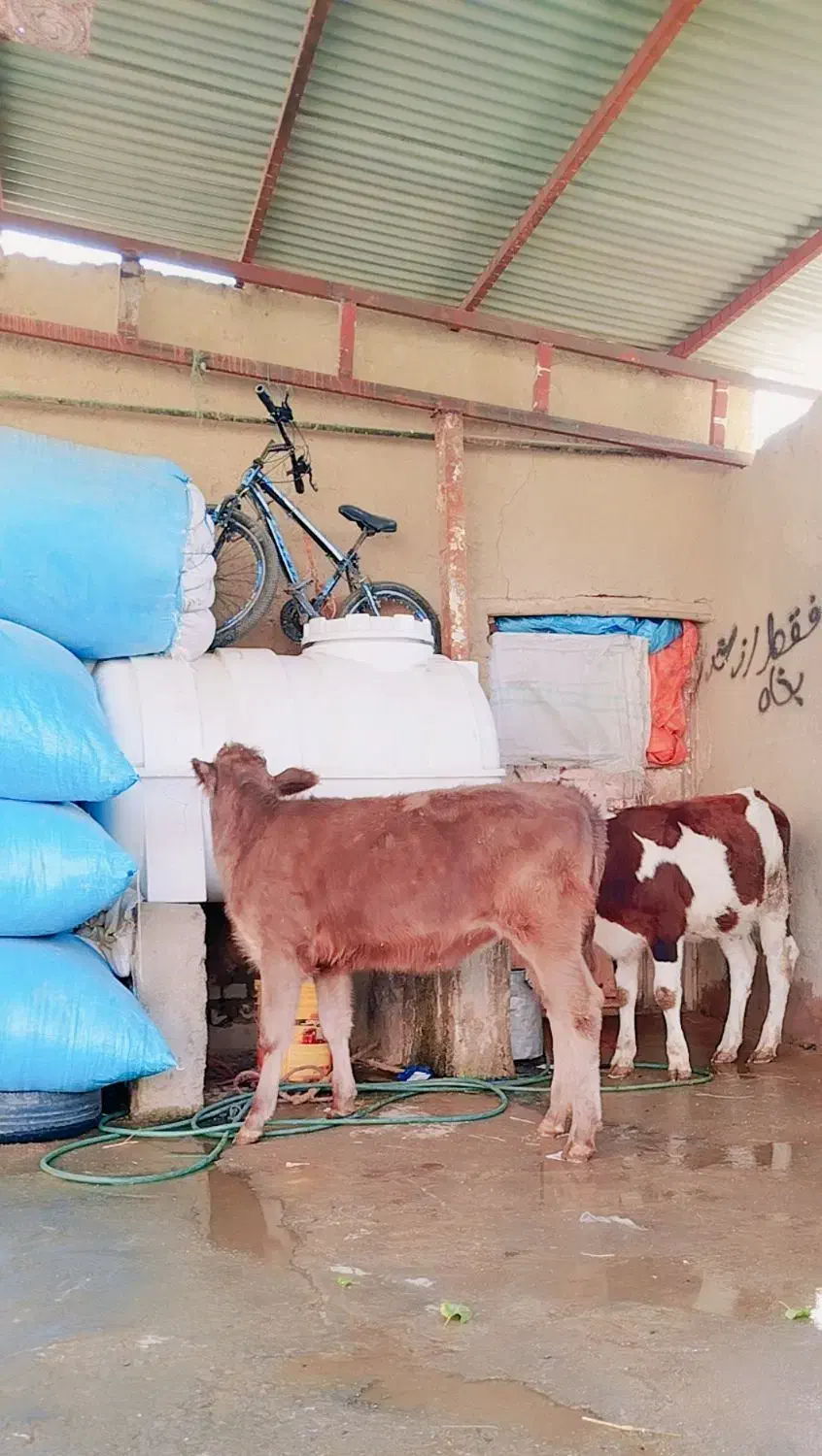 گاو یا گوساله سمینتال شرابی|حیوانات مزرعه|بروجرد, |دیوار