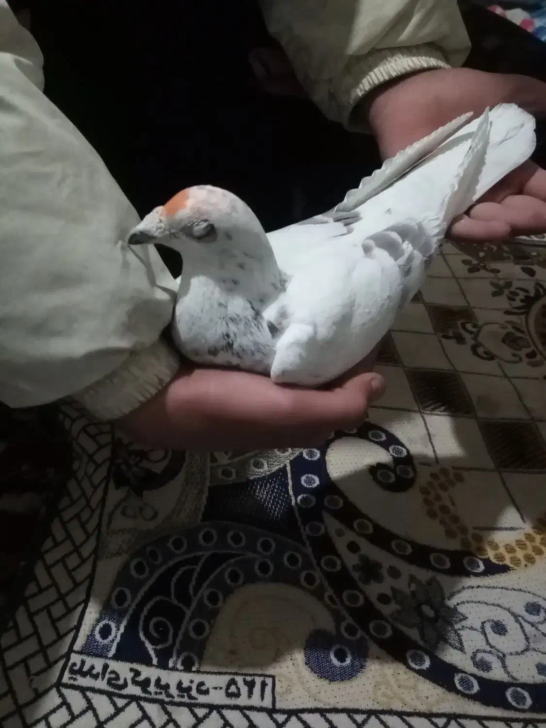 نر پلاکی عطیقه|پرنده|بروجرد, |دیوار