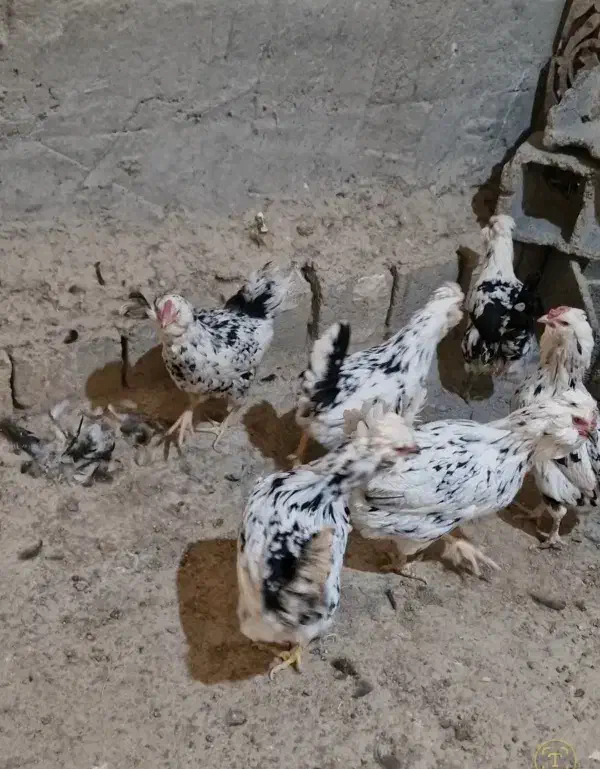 6عدد مرغ گلین پنگوئنی کیفیت فول|حیوانات مزرعه|فلاورجان, |دیوار