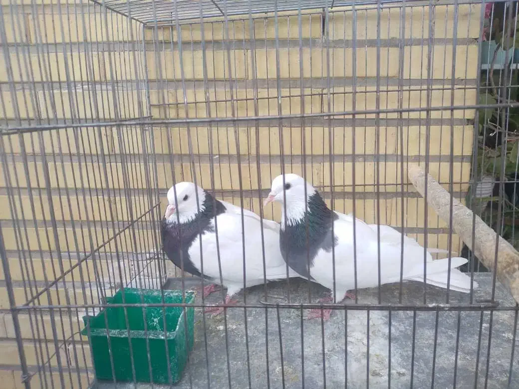 کبوتر طوقی|پرنده|خمینی‌شهر, |دیوار