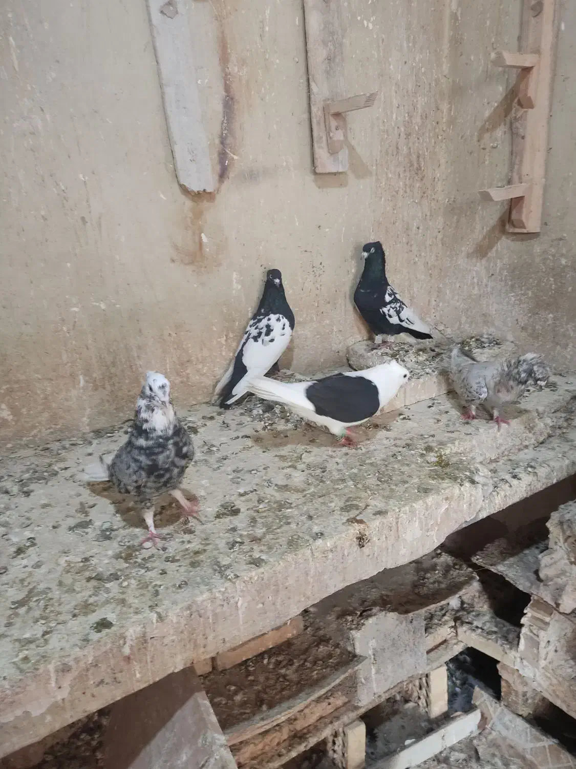 رنگی|پرنده|گتوند, |دیوار