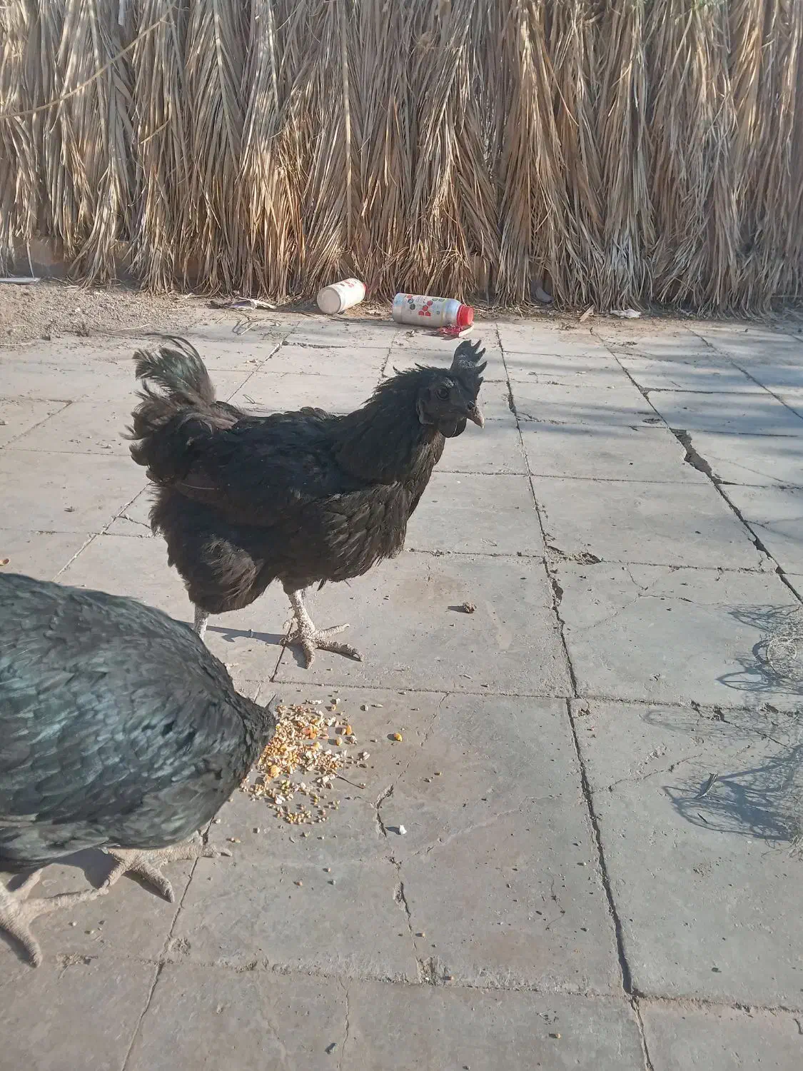 2عددمرغ ایام سمانی.تخم گذاز.|حیوانات مزرعه|رفسنجان, |دیوار