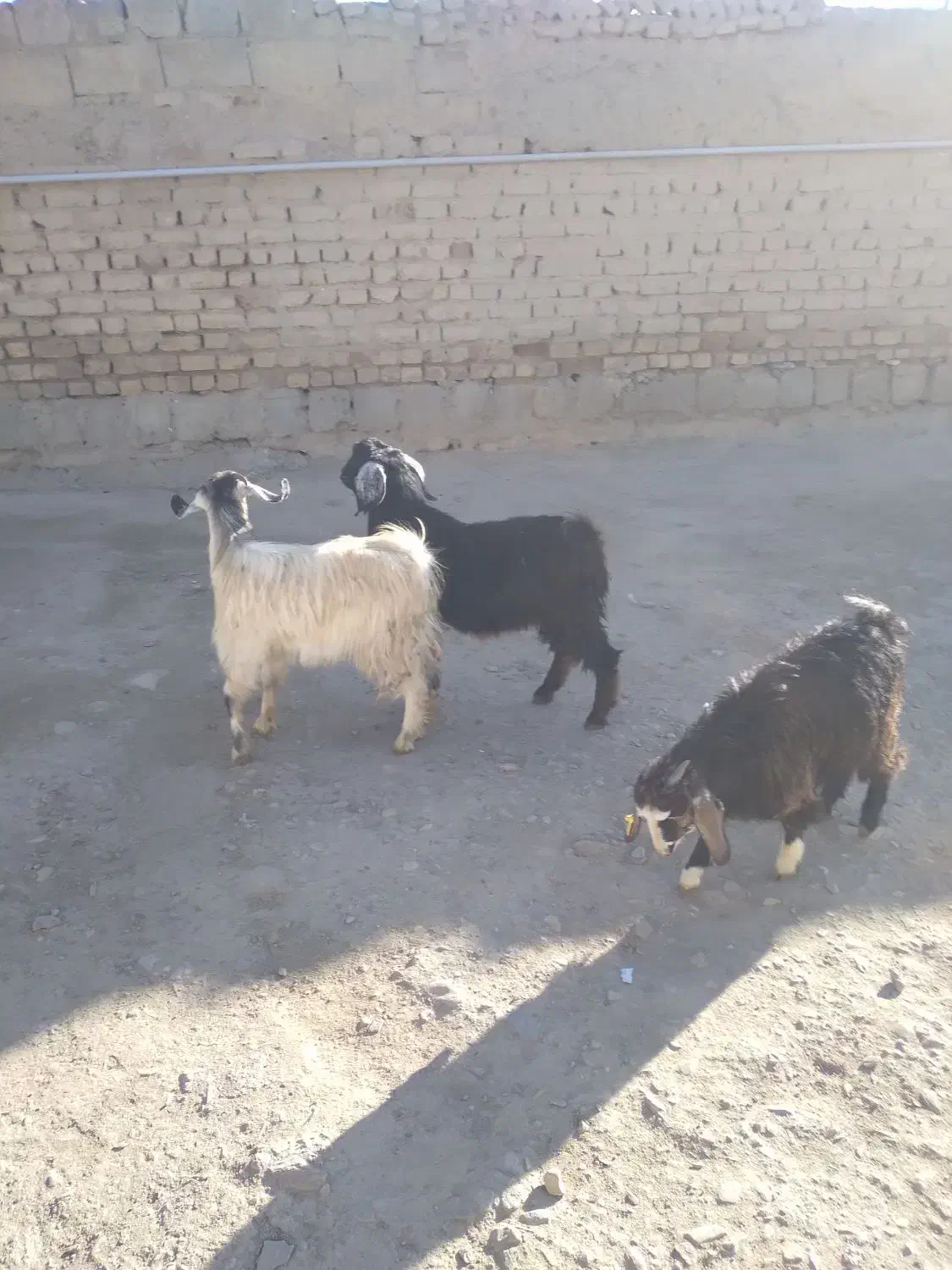 بزغاله چاق چاق|حیوانات مزرعه|اسدآباد, |دیوار
