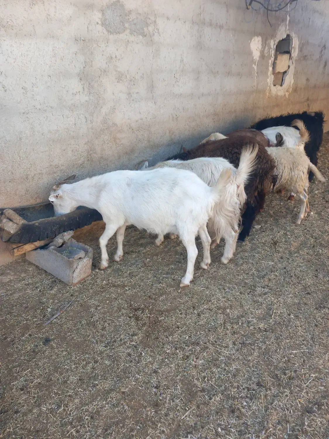 ه بز درجه یک خالص همشونم تا ۲ماه دیگه میزاین|حیوانات مزرعه|لردگان, |دیوار