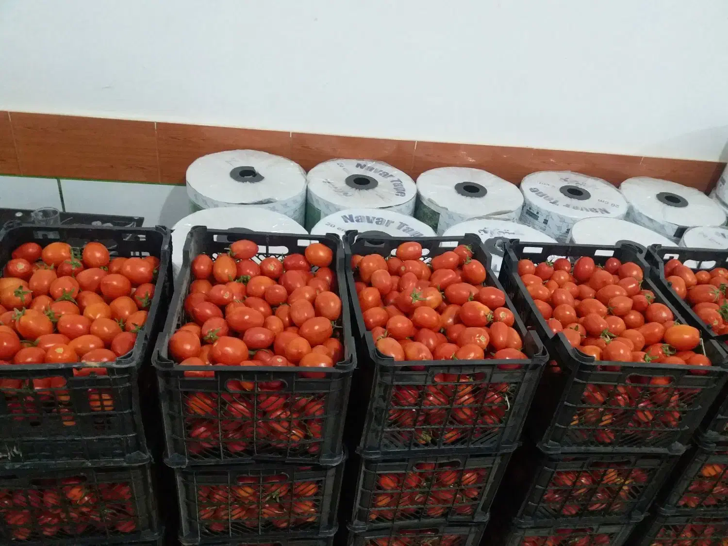 فروش و پیش فروش گوجه فرنگی|خوردنی و آشامیدنی|رامشیر, |دیوار