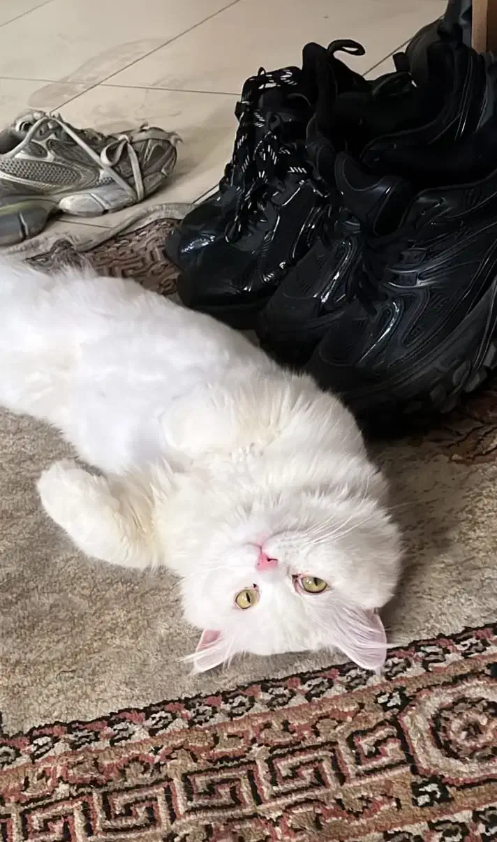 گربه پرشین اصیل|گربه|تهران, کیانشهر|دیوار