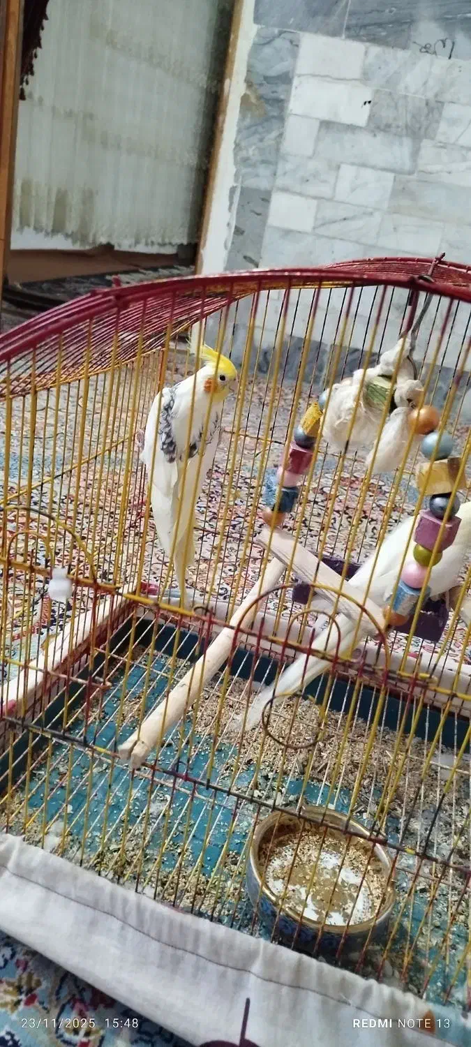 عروس هلندی|پرنده|کلاله, |دیوار