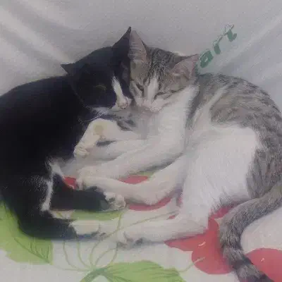 واگذاری توله گربه|گربه|الوند, |دیوار