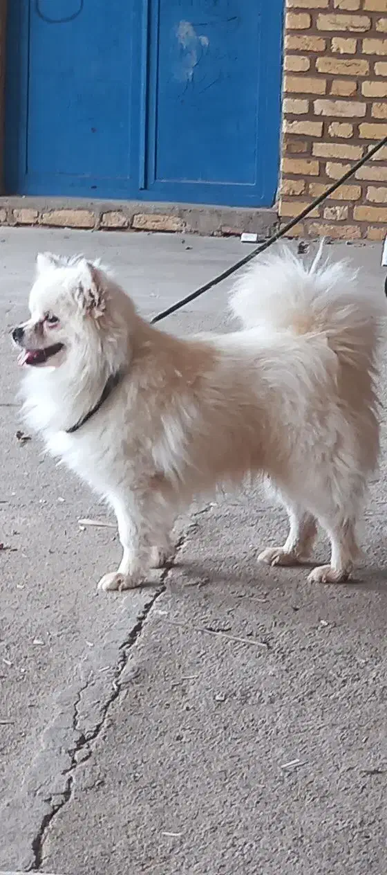 بچه سگ پامرانین عکس بزرگی پدر بچه سگ است|سگ|اردکان, |دیوار