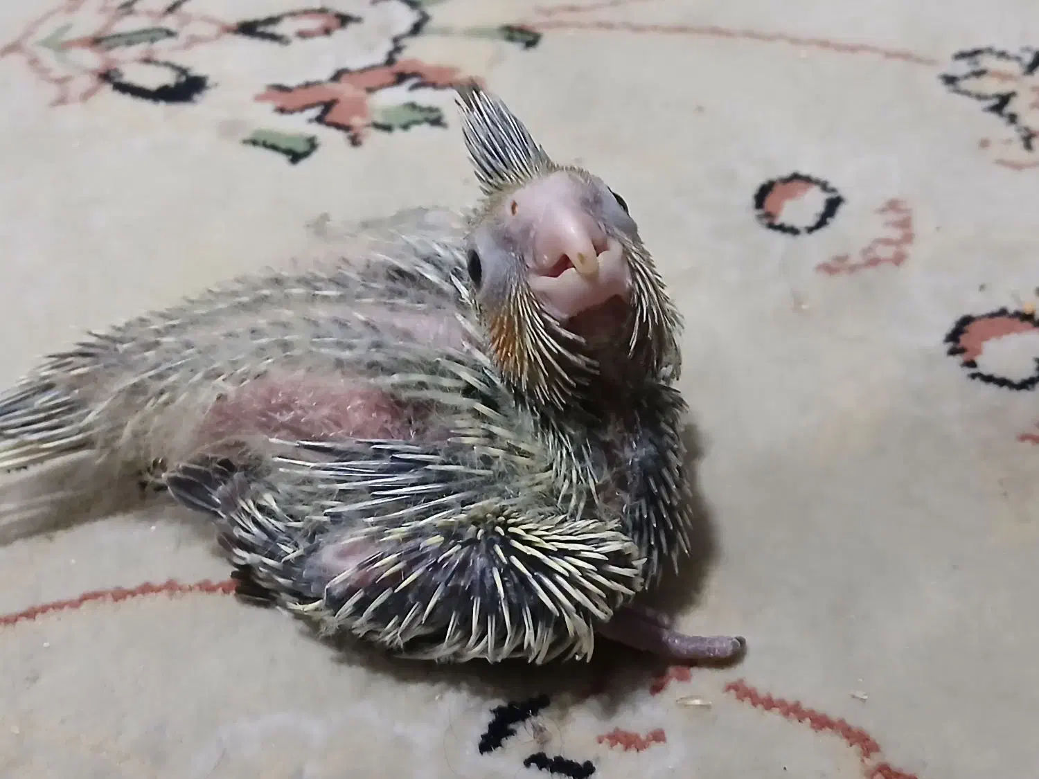 جوجه عروس هلندی ۲۰ روزه|پرنده|تهران, شهرک شریعتی|دیوار