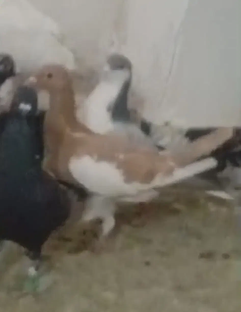 کفتر یهودی|حیوانات|سیرجان, |دیوار