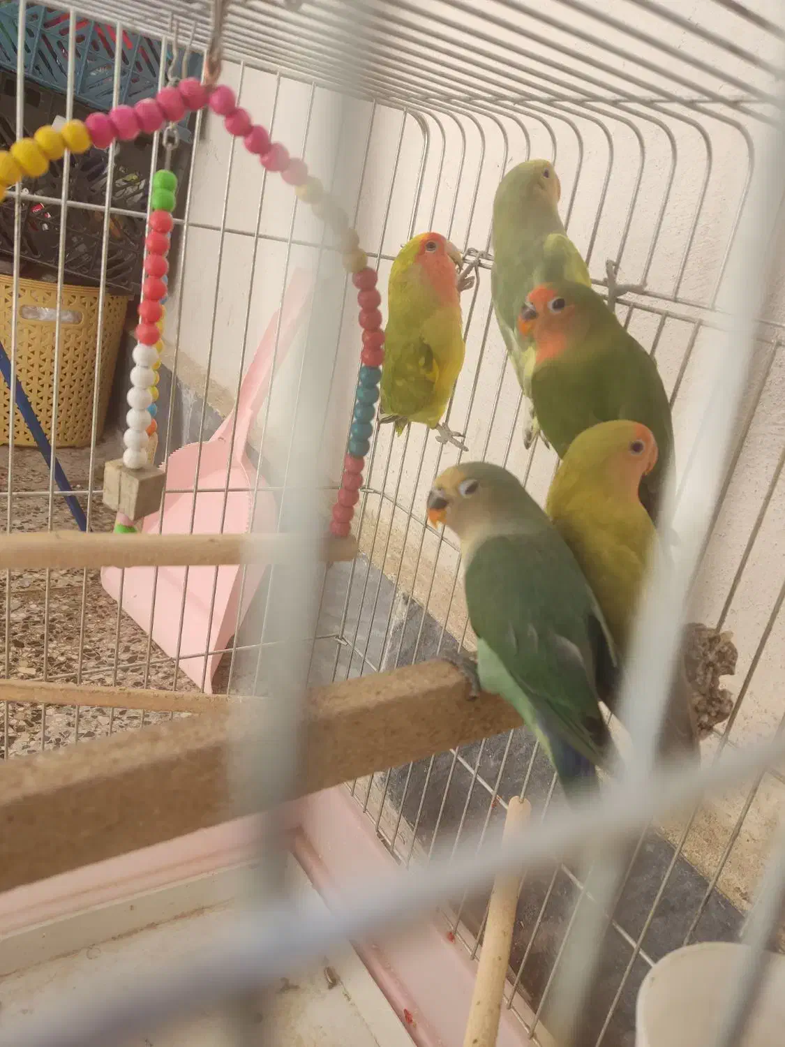 طوطی برزیلی زیبا|پرنده|صدرا-فارس, فاز ۱|دیوار