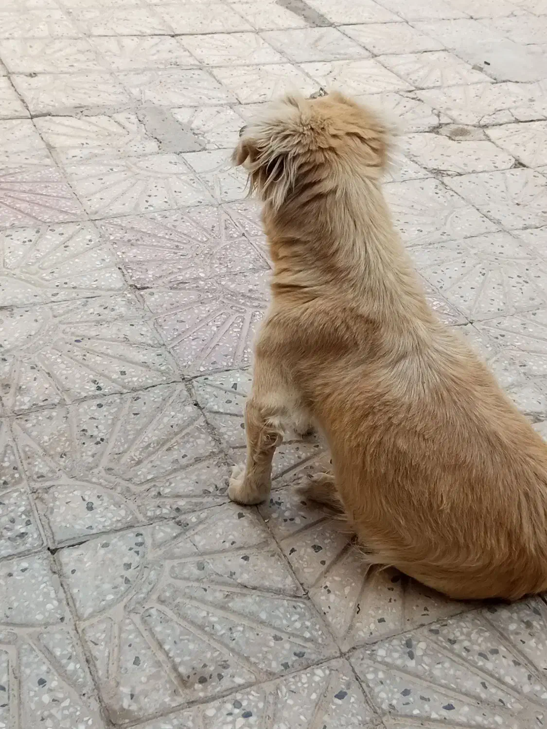 پامرین یک ساله|سگ|نهاوند, |دیوار