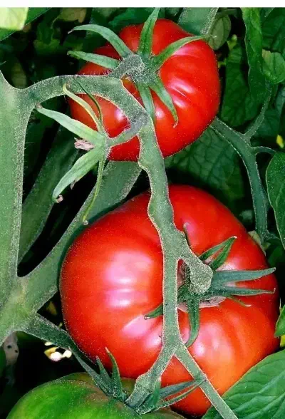 حراج بذر گوجه فرنگی دستگیر|حراج|شیراز, زرهی|دیوار