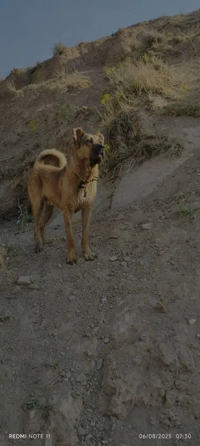 سگ گمشده|حیوانات|خواجه, |دیوار