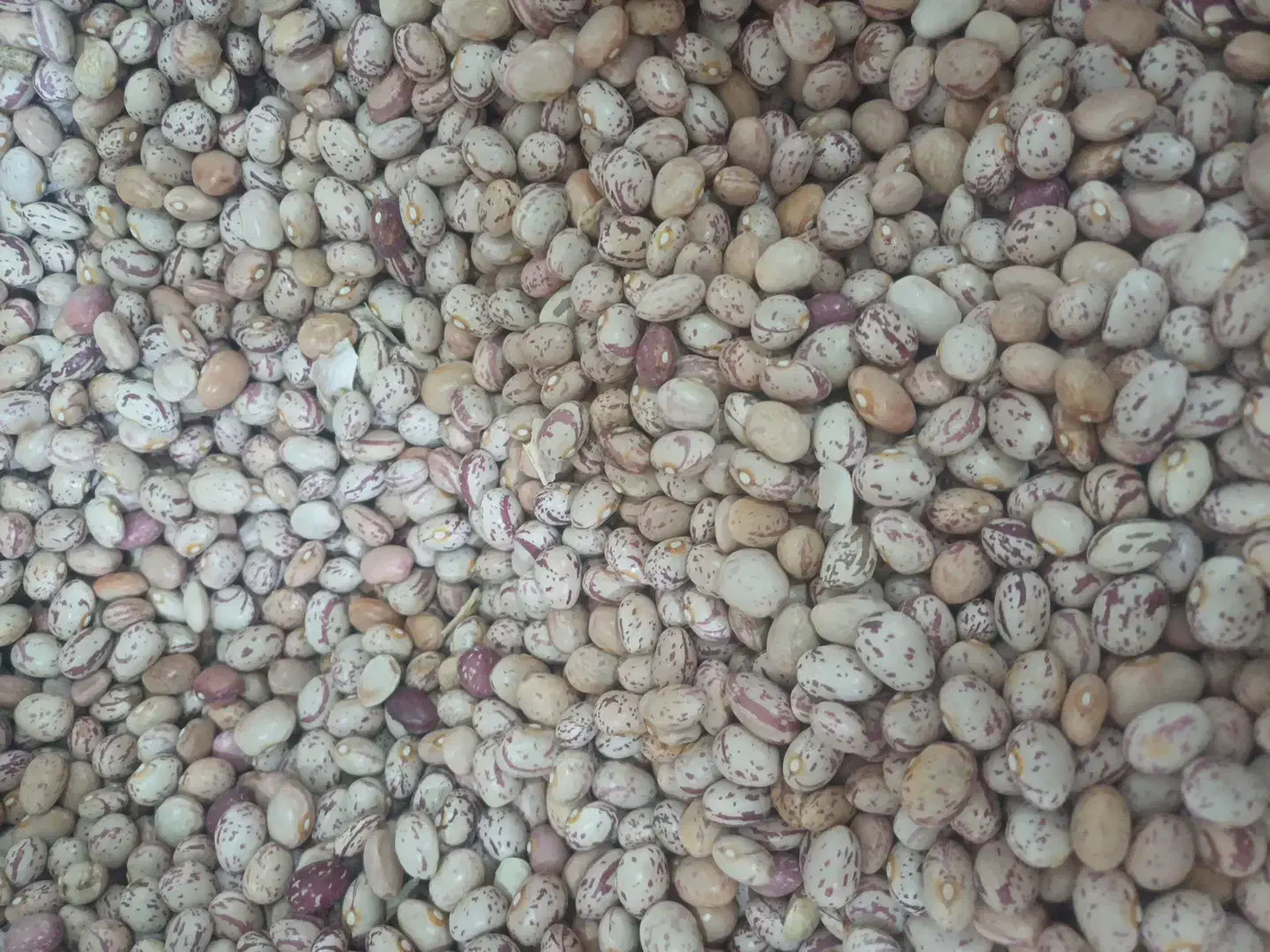 چیتی|عمده‌فروشی|تهران, شهرآرا|دیوار