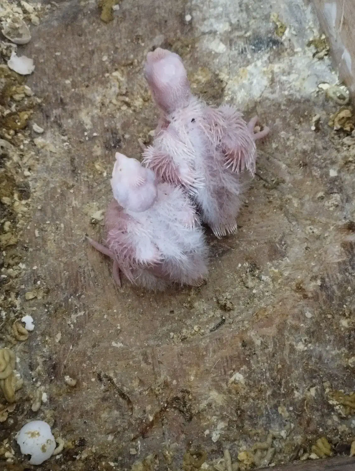 جفت عروس آلبینو. با جوجه|پرنده|میناب, |دیوار