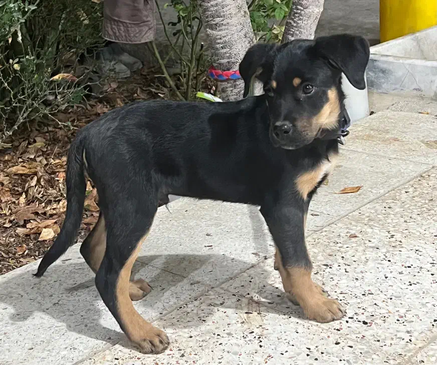 رتوایلر|سگ|خمینیشهر, |دیوار