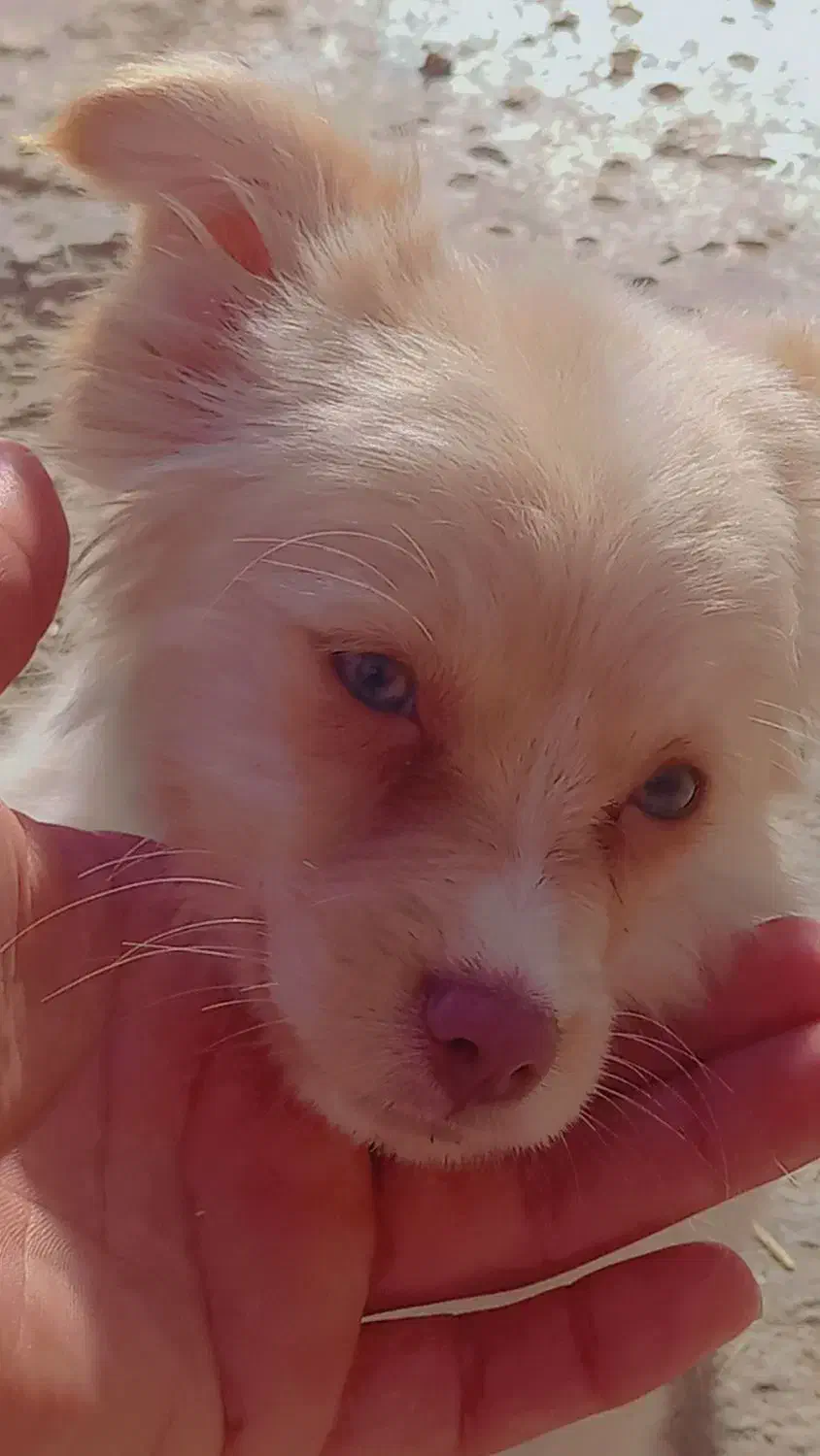 پامر رباهی خرسی|سگ|زابل, |دیوار