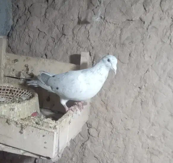 کبوتر|پرنده|جلگه رخ, |دیوار