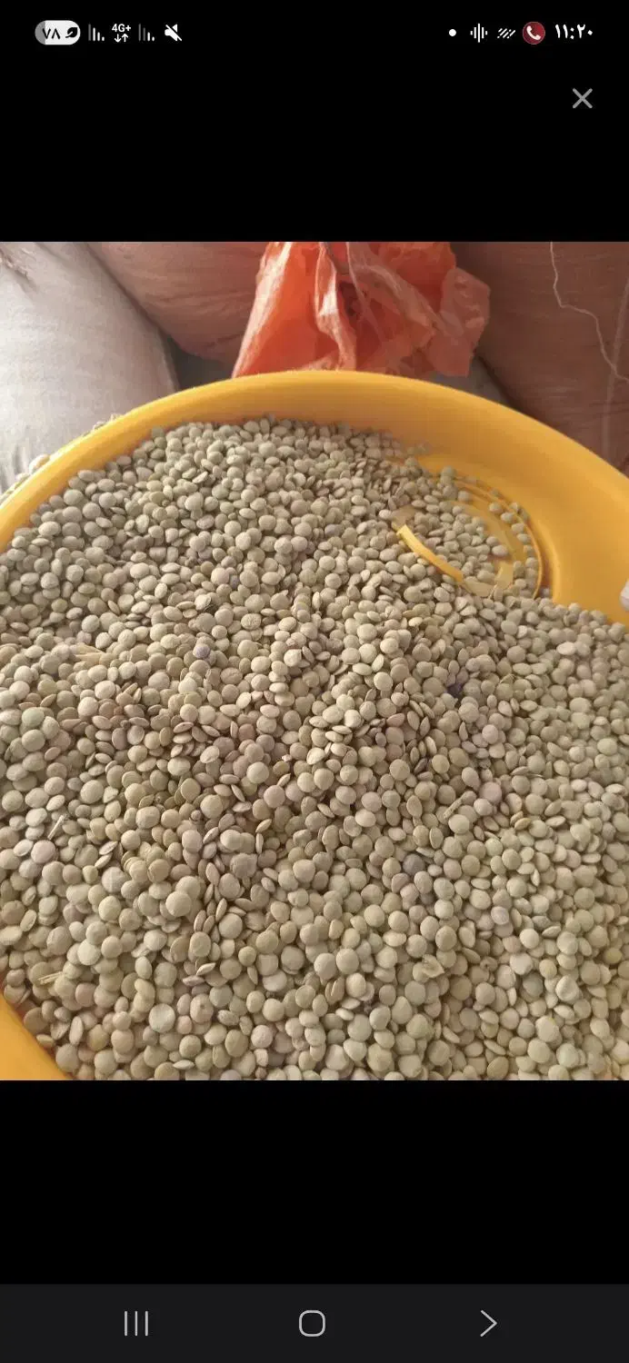 عدس و نخود فروشی|خوردنی و آشامیدنی|قیدار, |دیوار