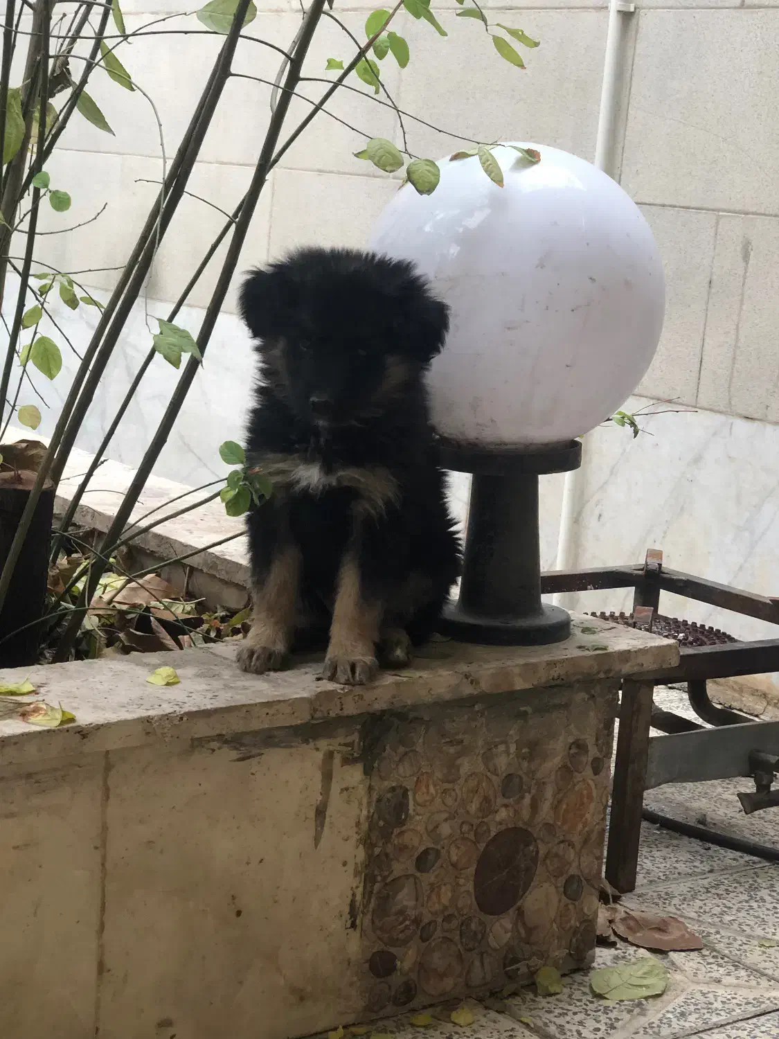 توله ژرمن شولاین و کلاسیک|سگ|قزوین, |دیوار