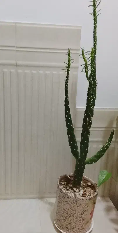 گل طبیعی|گل و گیاه طبیعی|شاهین دژ, |دیوار