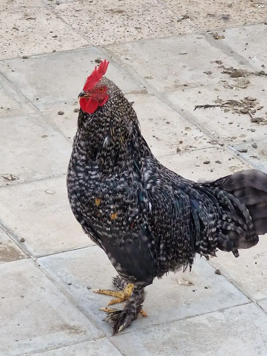 خروس پا پر|حیوانات مزرعه|مشهد, محمدآباد|دیوار