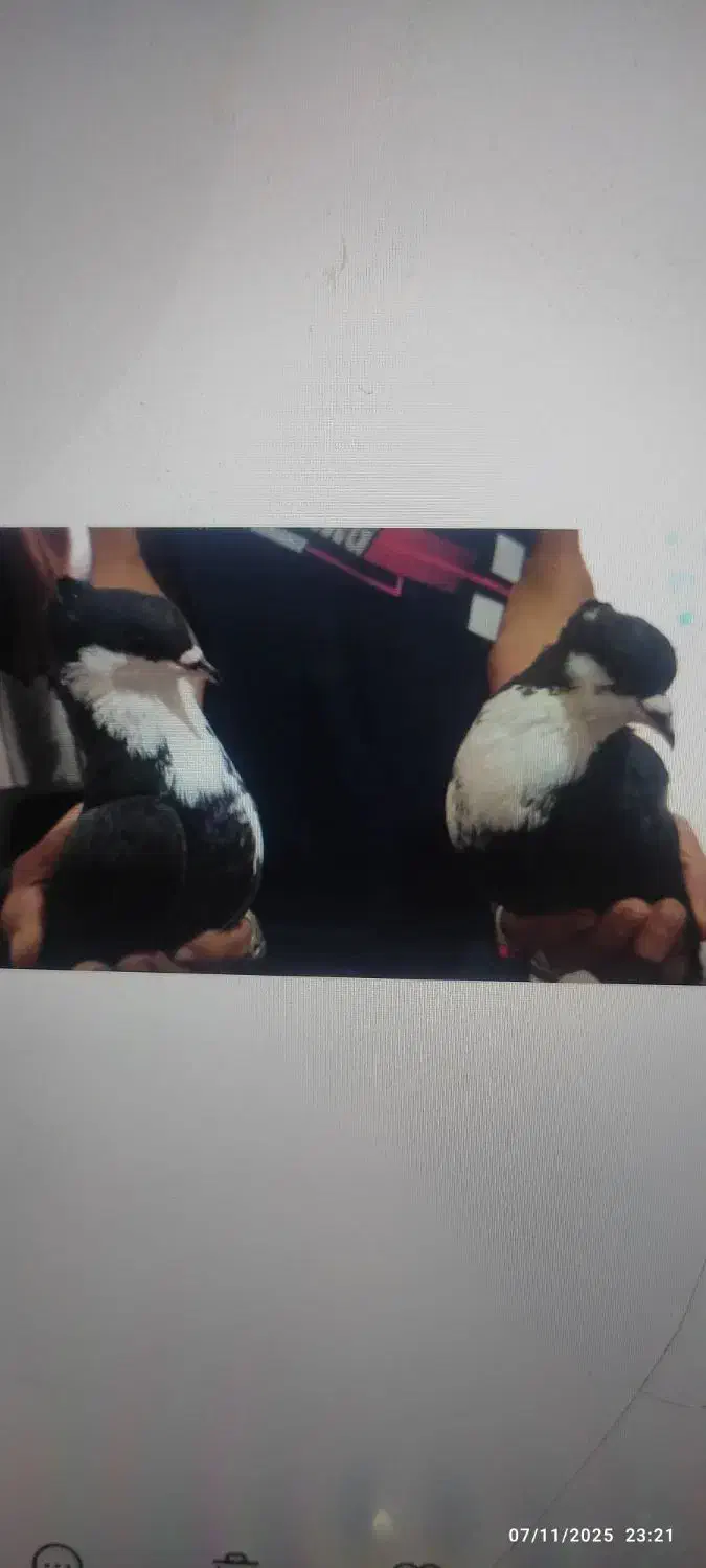 جفت کرباتی کاکلی|پرنده|مشهد, قائم|دیوار